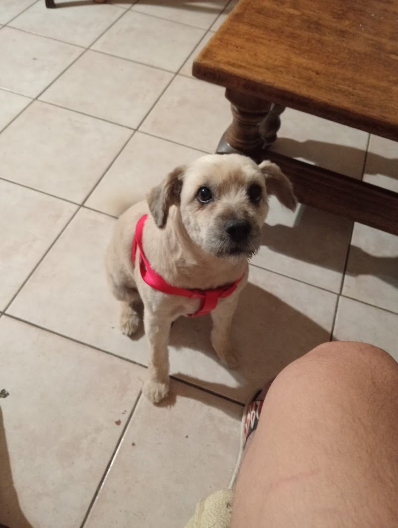 Toelettatura Qua La Zampa Di Valerio Morgante - Foto 4