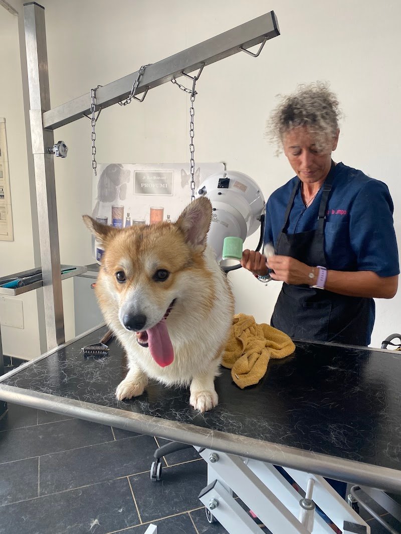 Toelettatura Qua la zampa - Foto 1