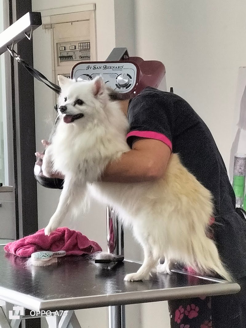 Toelettatura Qua la zampa - Foto 2