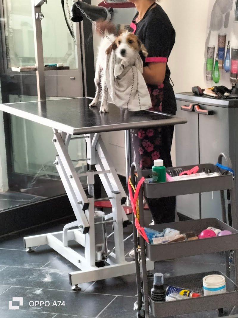 Toelettatura Qua la zampa - Foto 3