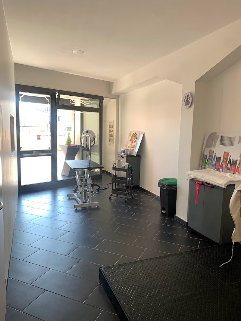 Toelettatura Qua la zampa - Foto 5