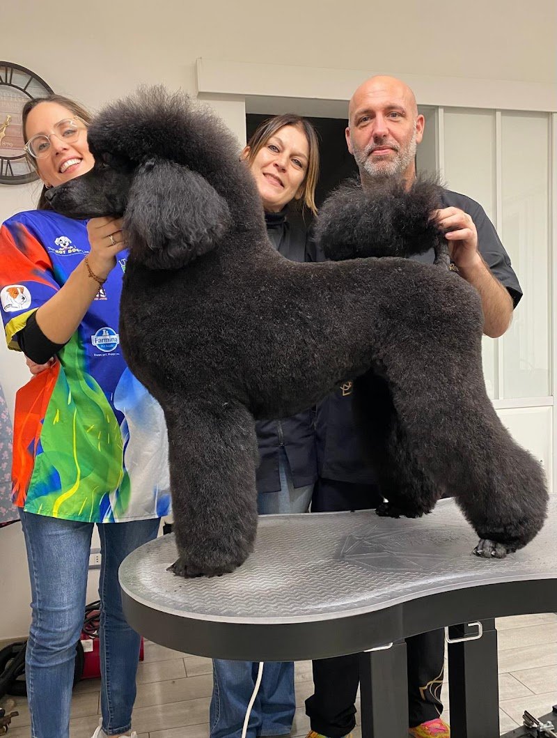 Toelettatura Rufus Trieste - Foto 1