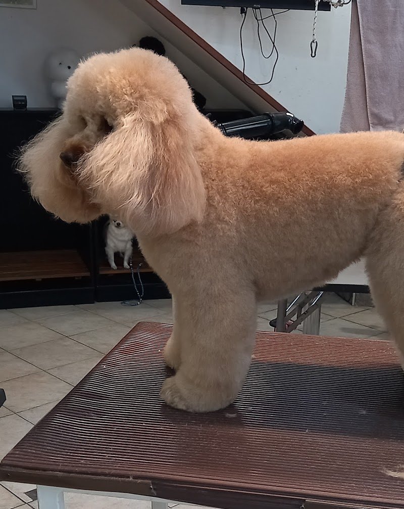 Toelettatura Rufus Trieste - Foto 2