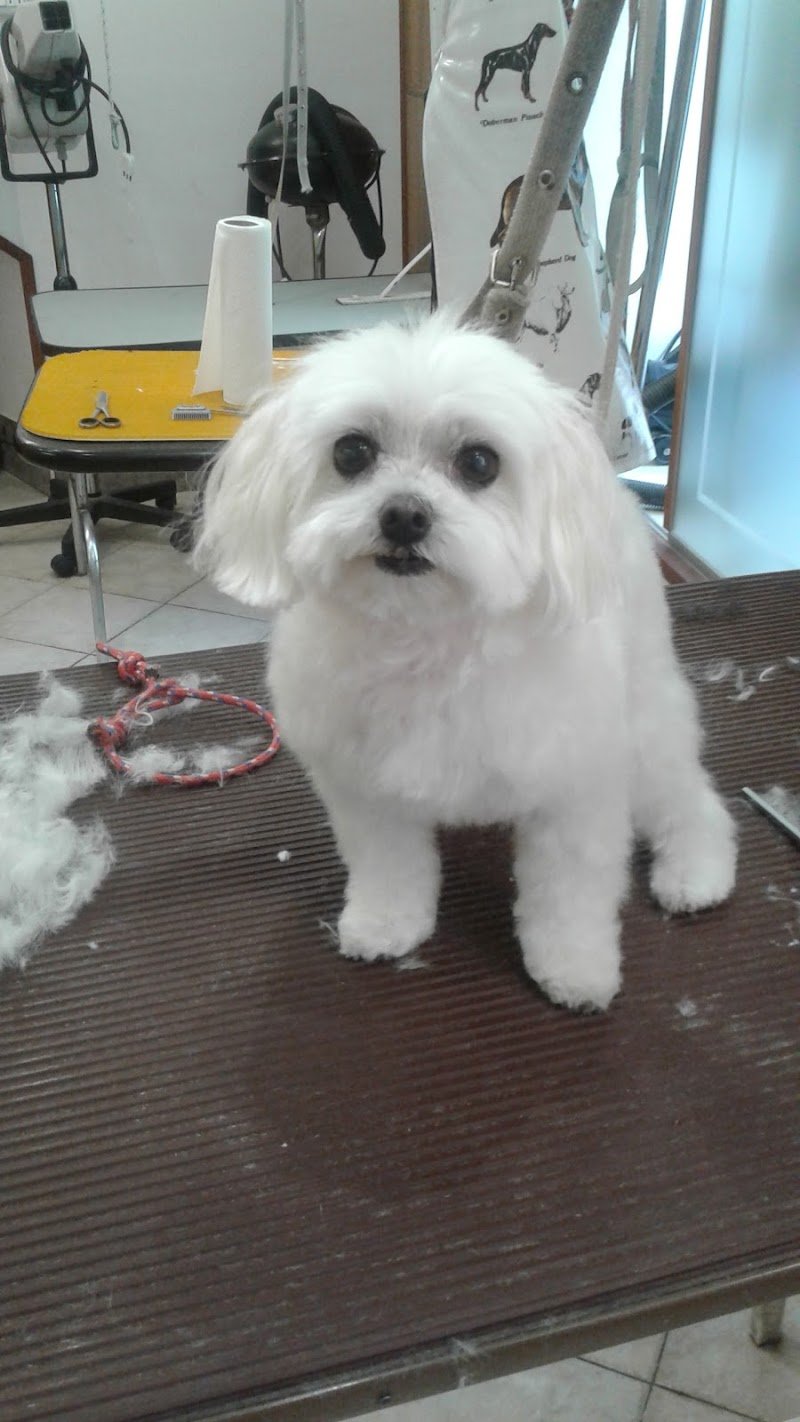 Toelettatura Rufus Trieste - Foto 3