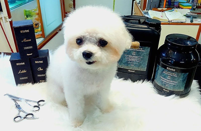 Toelettatura Rufus Trieste - Foto 4