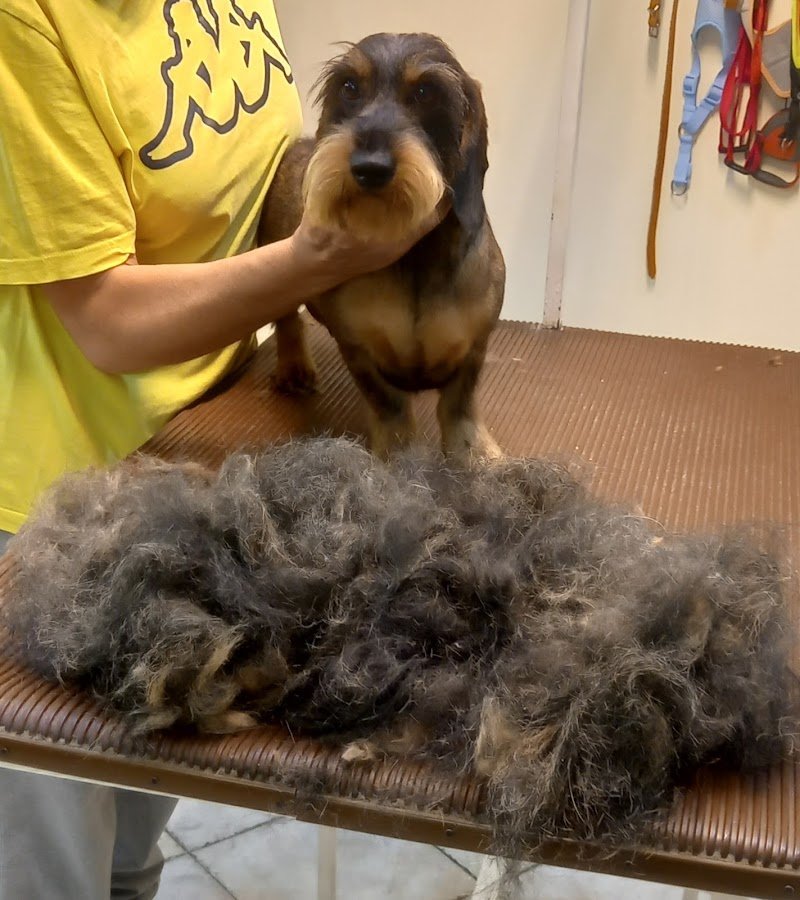 Toelettatura Rufus Trieste - Foto 5