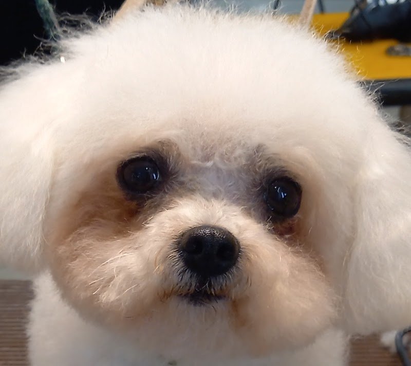 Toelettatura Rufus Trieste - Foto 6