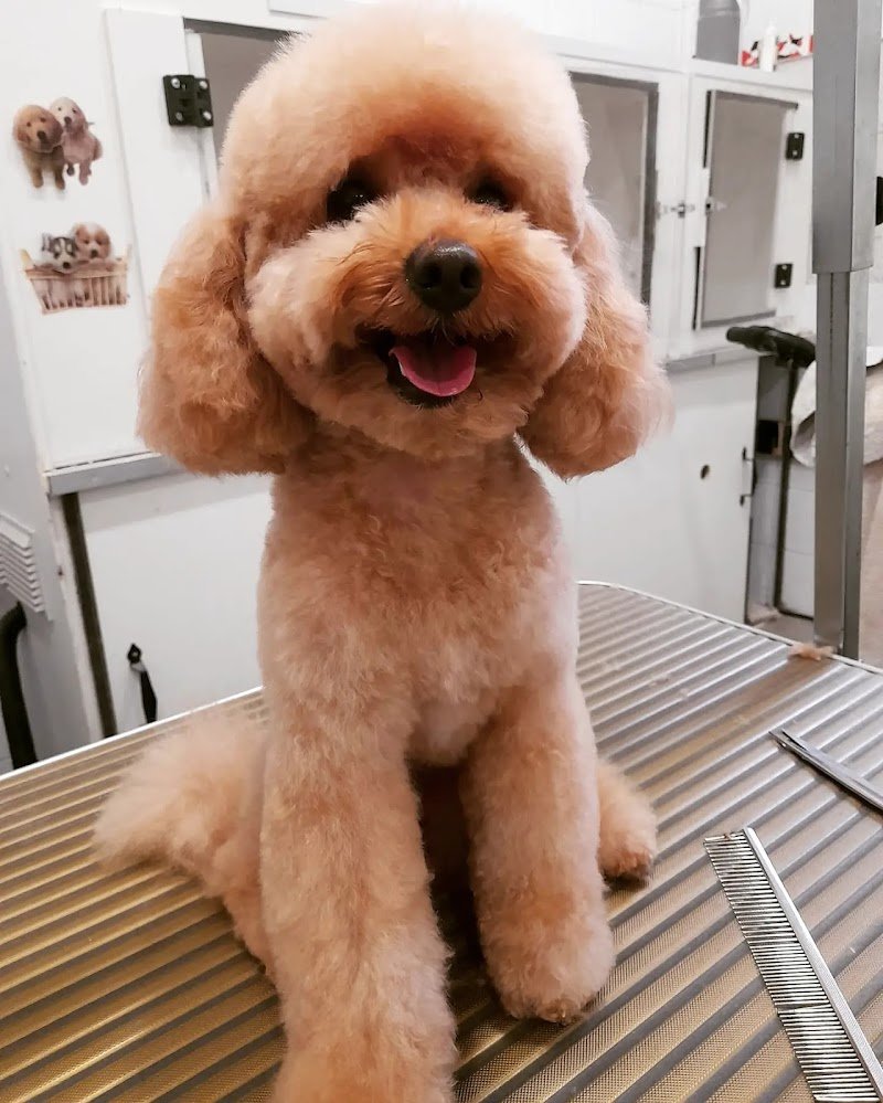 Toelettatura Sala Del Cane - Foto 1