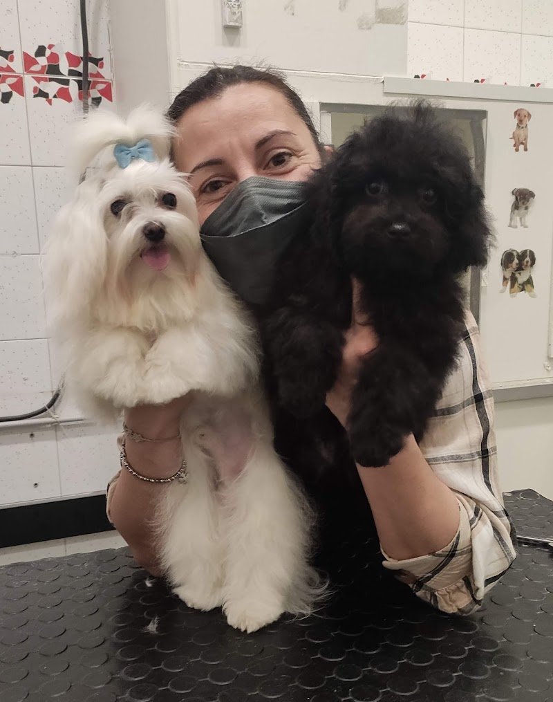 Toelettatura Sala Del Cane - Foto 2