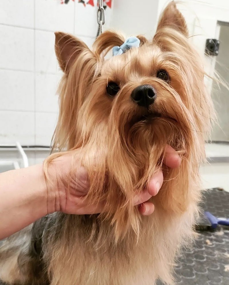 Toelettatura Sala Del Cane - Foto 4