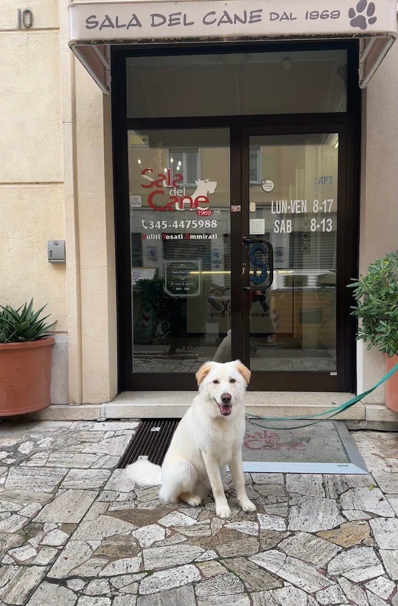 Toelettatura Sala Del Cane - Foto 5