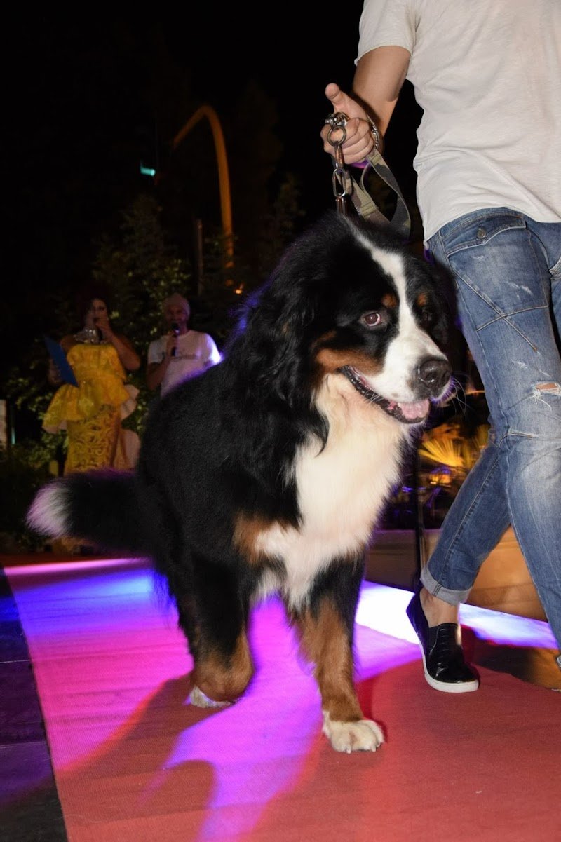 Toelettatura Salandra Francesco - Foto 2