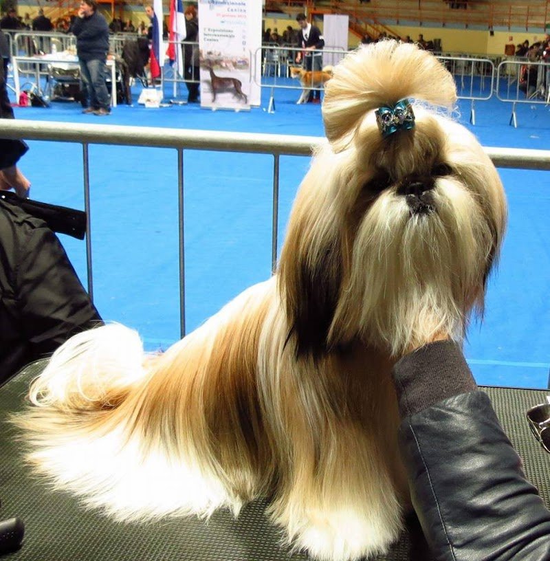 Toelettatura Salandra Francesco - Foto 4