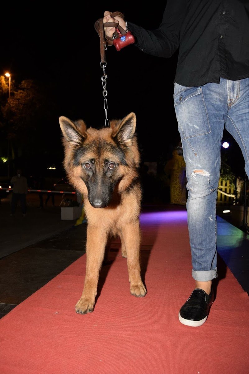 Toelettatura Salandra Francesco - Foto 5