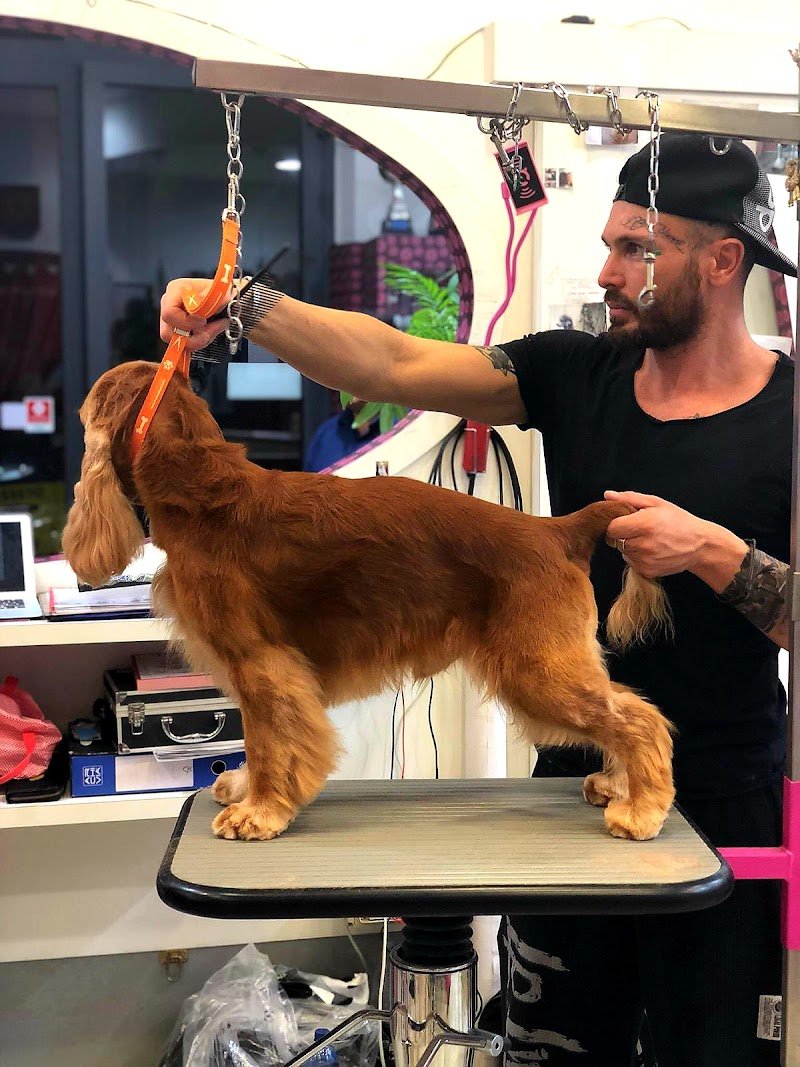 Toelettatura Salandra Francesco - Foto 6