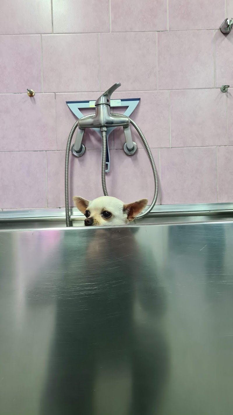 TOELETTATURA SALONE DI BELLEZZA - Foto 1