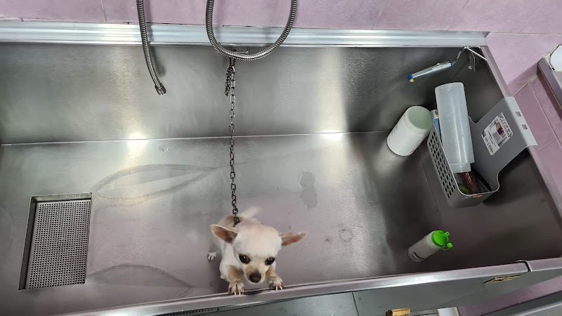 TOELETTATURA SALONE DI BELLEZZA - Foto 3