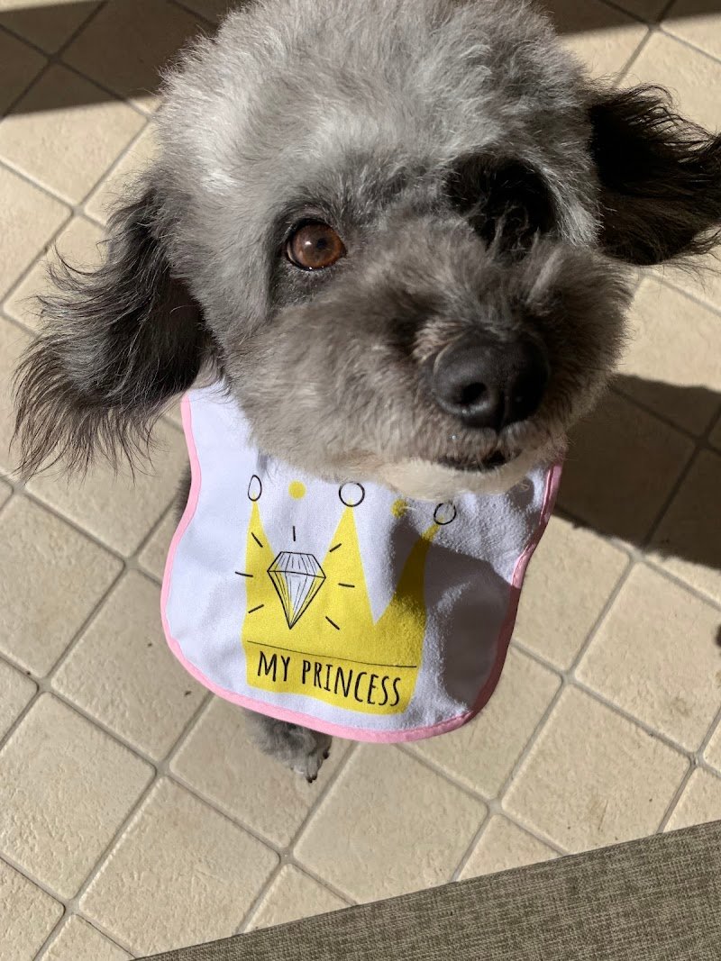 Toelettatura Sile - Foto 5