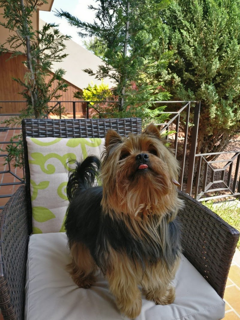 Toelettatura Sile - Foto 6