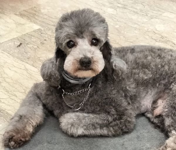 Toelettatura Silvia | Salone di bellezza per cani e gatti - Foto 1