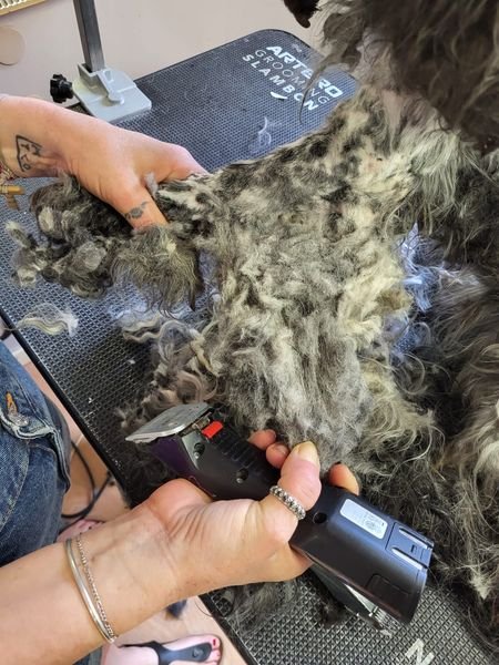 Toelettatura Silvia | Salone di bellezza per cani e gatti - Foto 4