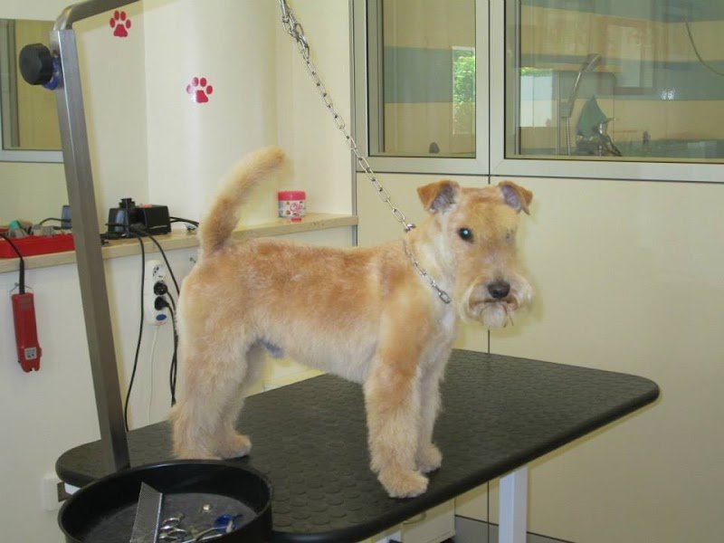 Toelettatura Silvia | Salone di bellezza per cani e gatti - Foto 5