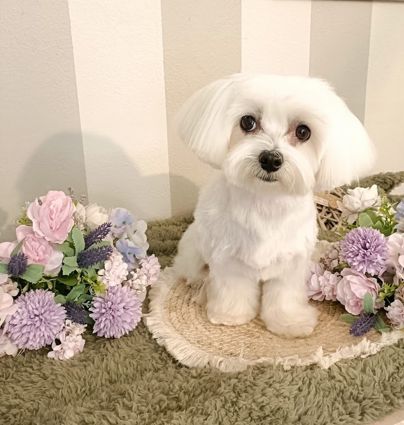 Toelettatura Simona - Foto 1