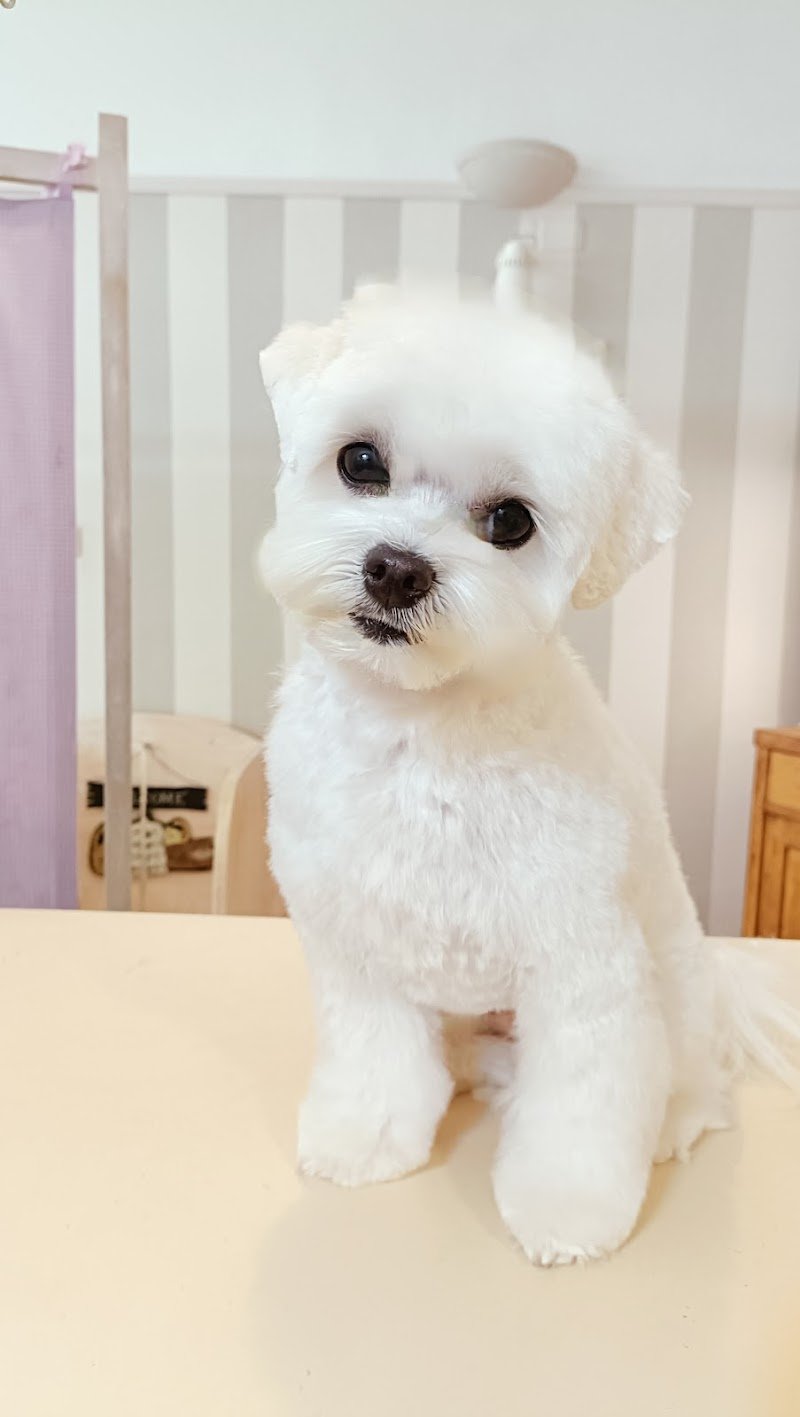 Toelettatura Simona - Foto 2