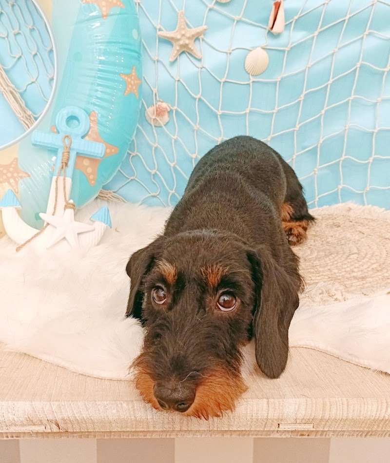 Toelettatura Simona - Foto 4