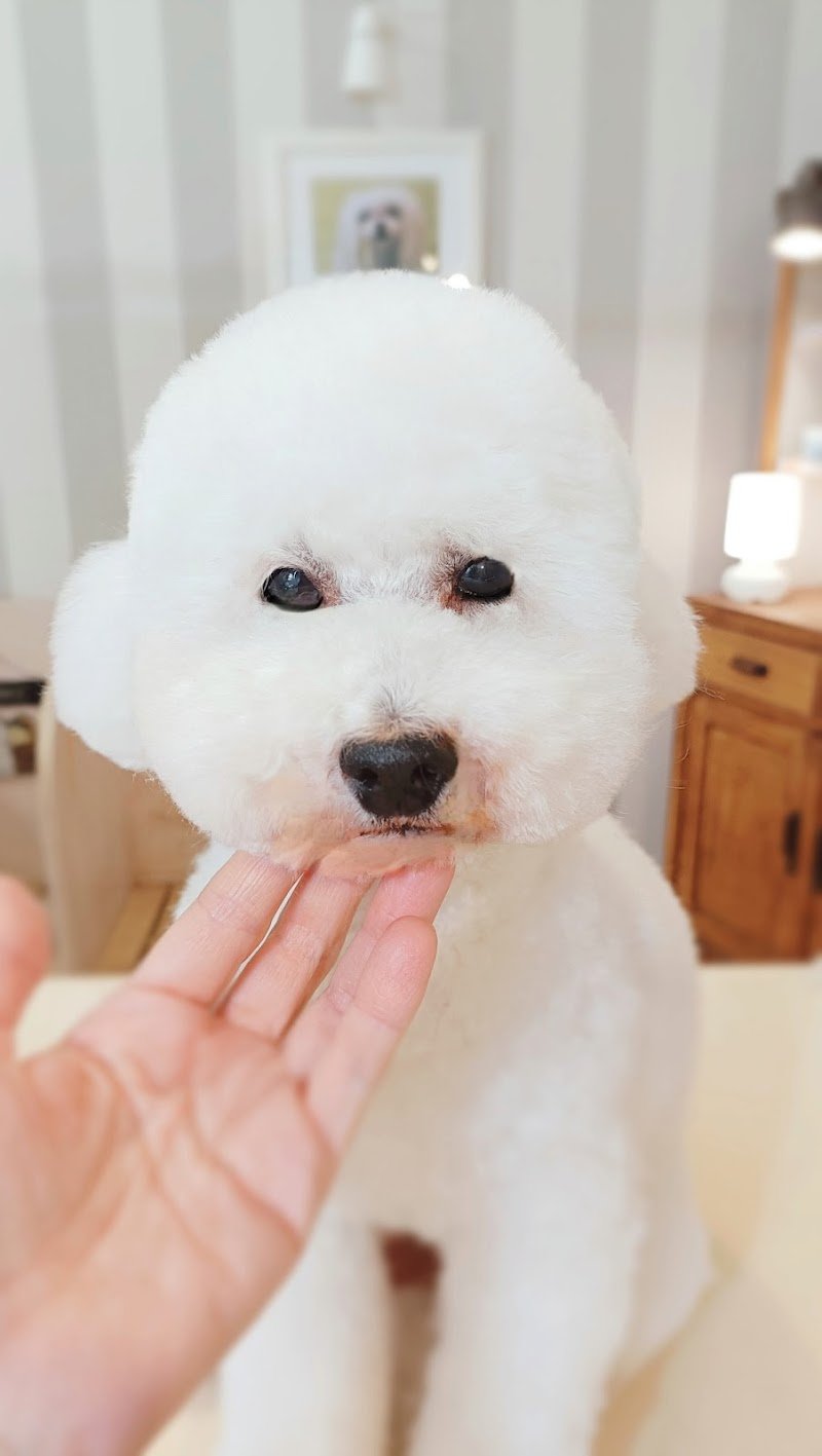 Toelettatura Simona - Foto 5