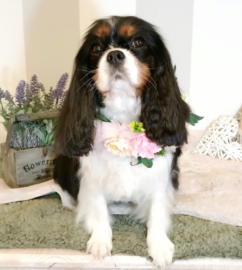 Toelettatura Simona - Foto 6