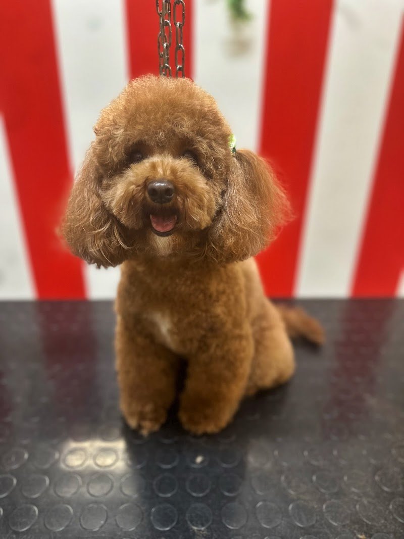 Toelettatura Simpatica Caniglia - Foto 2