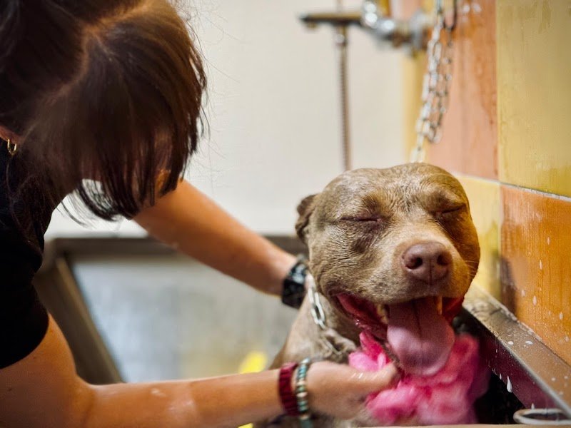 Toelettatura Simpatica Caniglia - Foto 4