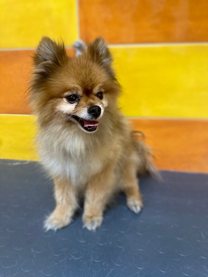 Toelettatura Simpatica Caniglia - Foto 5