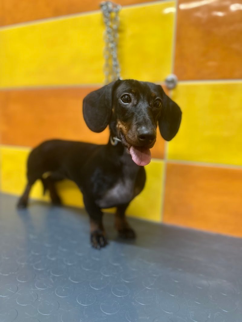 Toelettatura Simpatica Caniglia - Foto 6