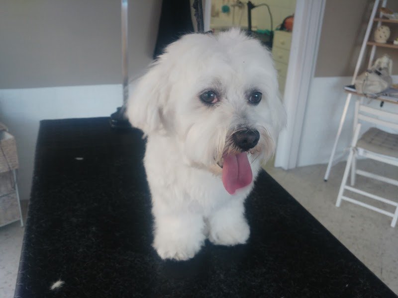 Toelettatura Snoopy & friends - Foto 3