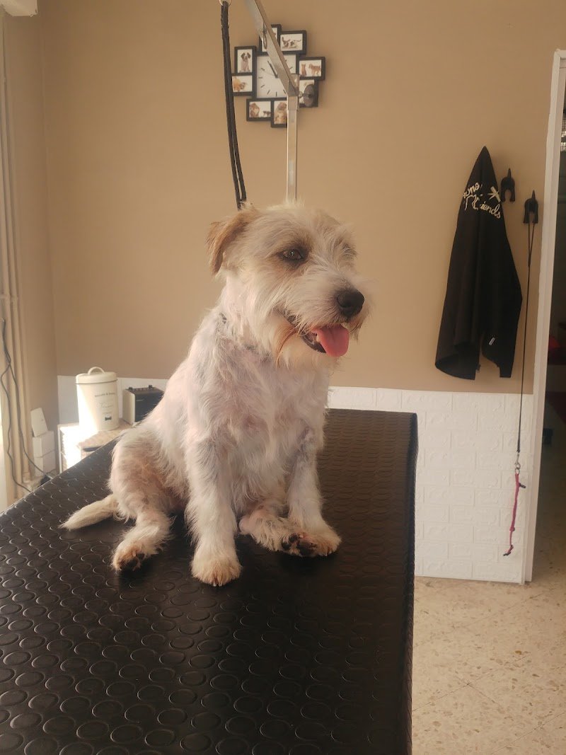 Toelettatura Snoopy & friends - Foto 4