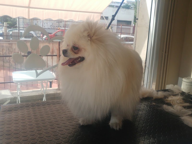 Toelettatura Snoopy & friends - Foto 5