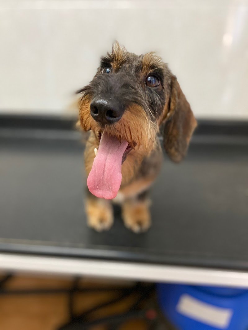 Toelettatura Snoopy - Foto 2