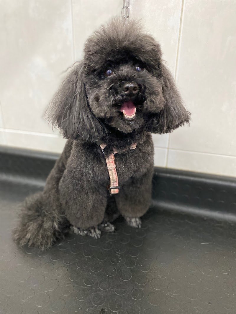 Toelettatura Snoopy - Foto 3