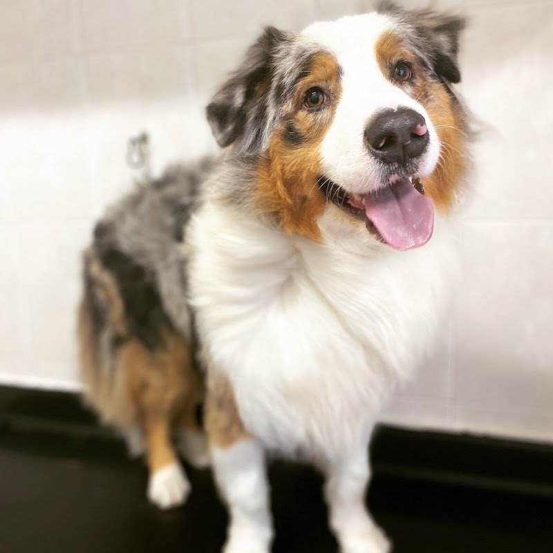 Toelettatura Snoopy - Foto 4