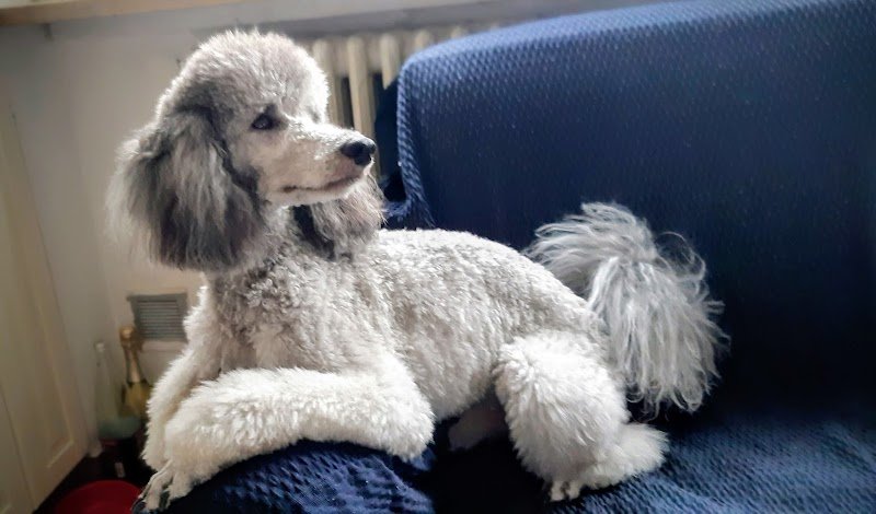 Toelettatura Snoopy - Foto 5