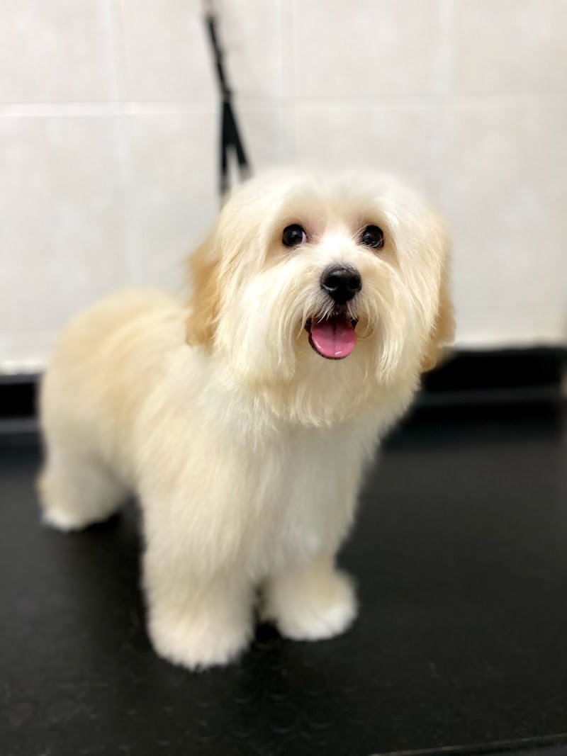 Toelettatura Snoopy - Foto 6