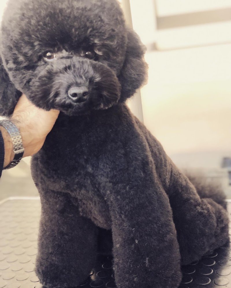 Toelettatura & SPA - Antonio Iuele - Foto 2