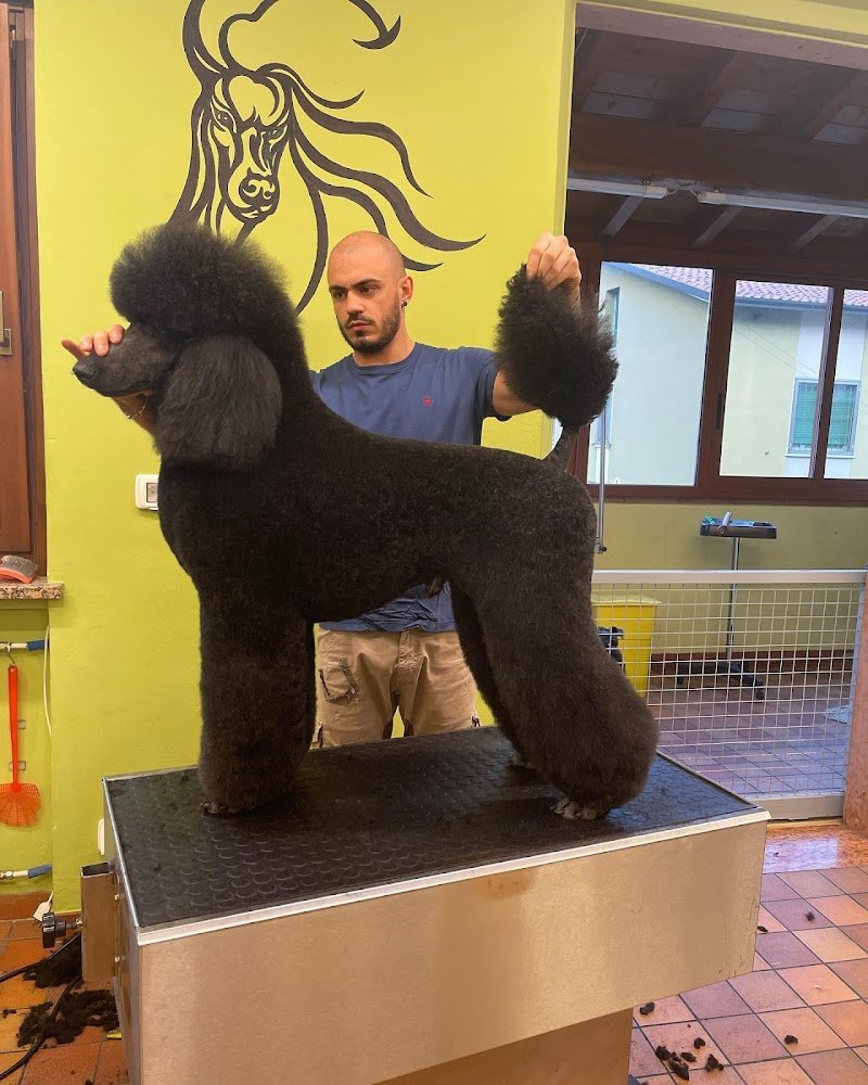 Toelettatura & SPA - Antonio Iuele - Foto 4