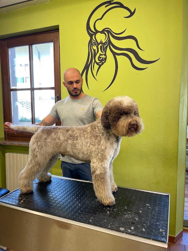 Toelettatura & SPA - Antonio Iuele - Foto 5