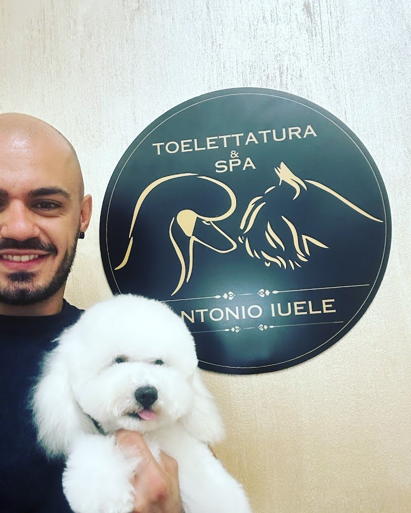 Toelettatura & SPA - Antonio Iuele - Foto 6