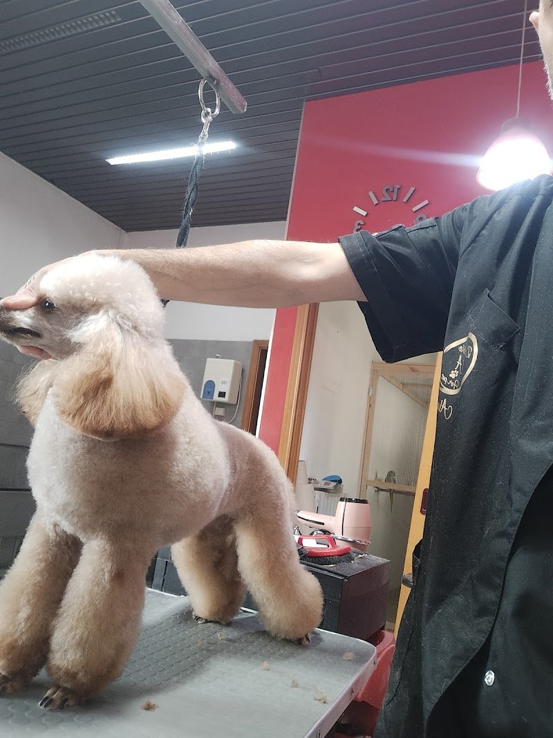 Toelettatura & Spa di Alessandro Rabito - Foto 4