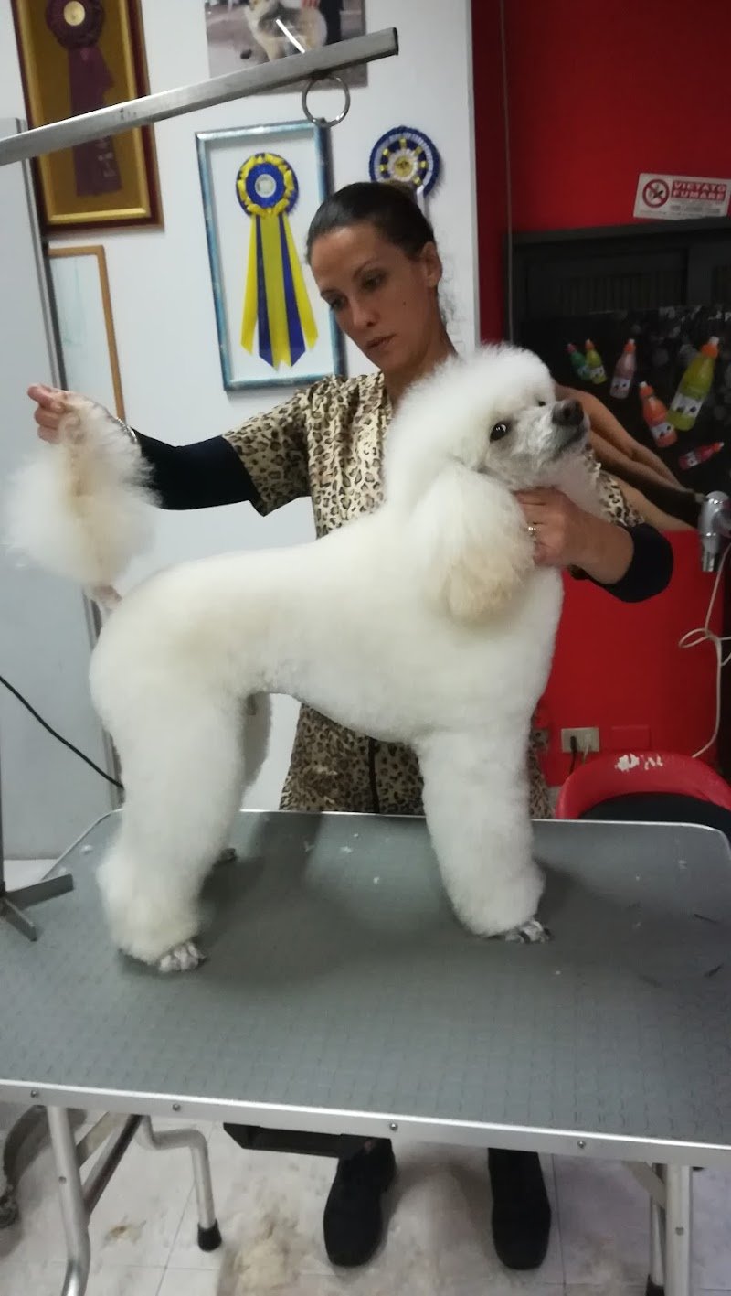 Toelettatura & Spa di Alessandro Rabito - Foto 6