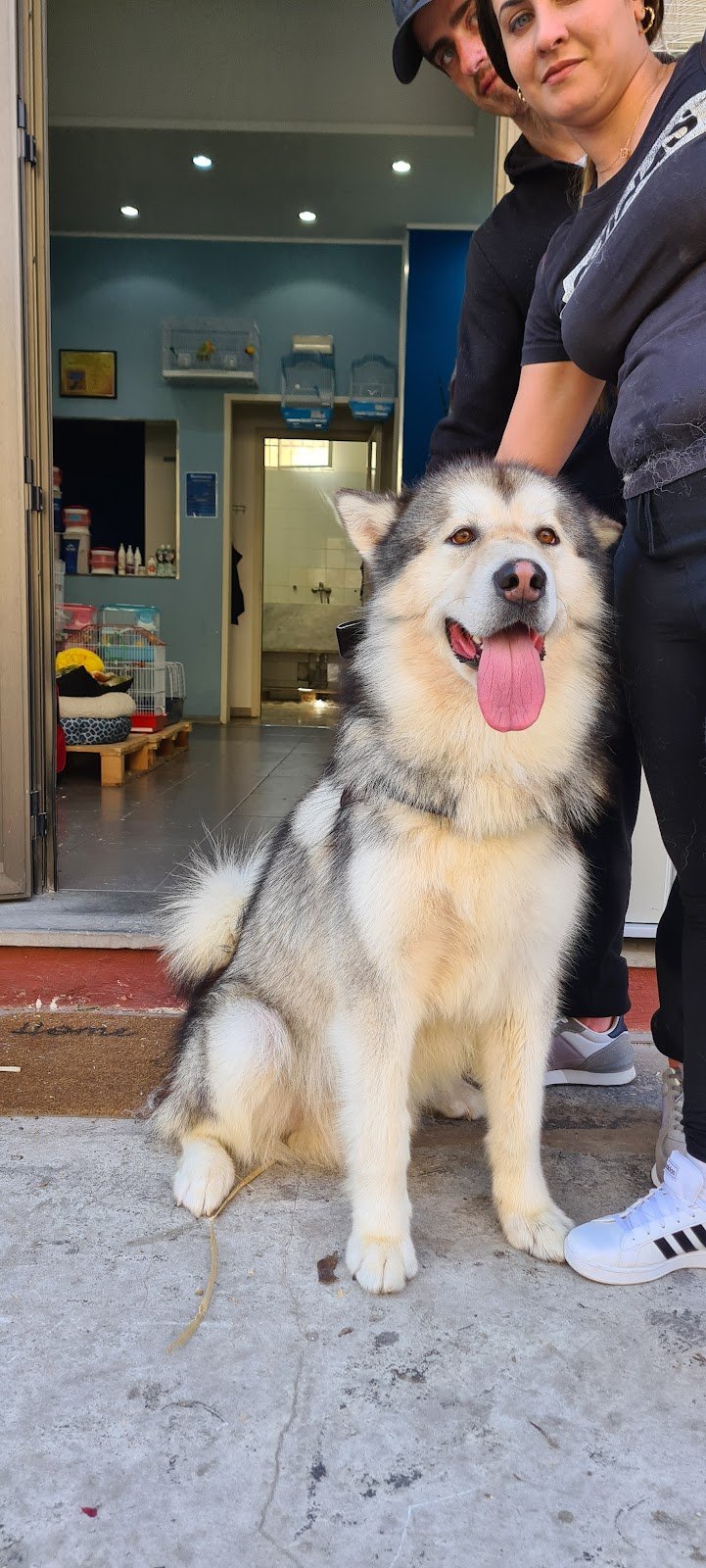 Toelettatura spa ratatouille pet shop Palermo - Foto 3